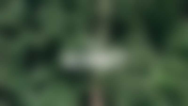 Virgin Forest - Trailer - Deutsch - SD
