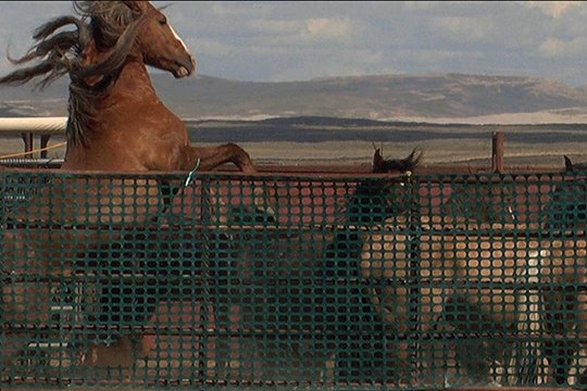 Wild Mustang - Szenenbild 3