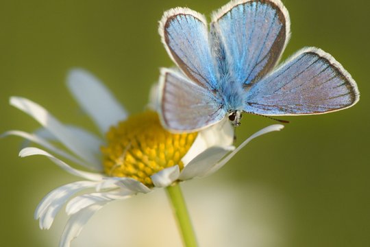 Die Wiese - Ein Paradies nebenan - Szenenbild 8