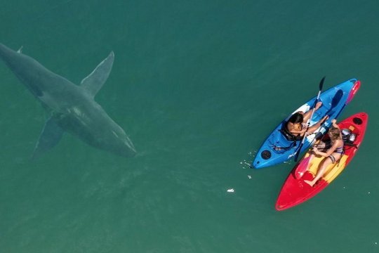 Shark Season - Angriff aus der Tiefe - Szenenbild 2