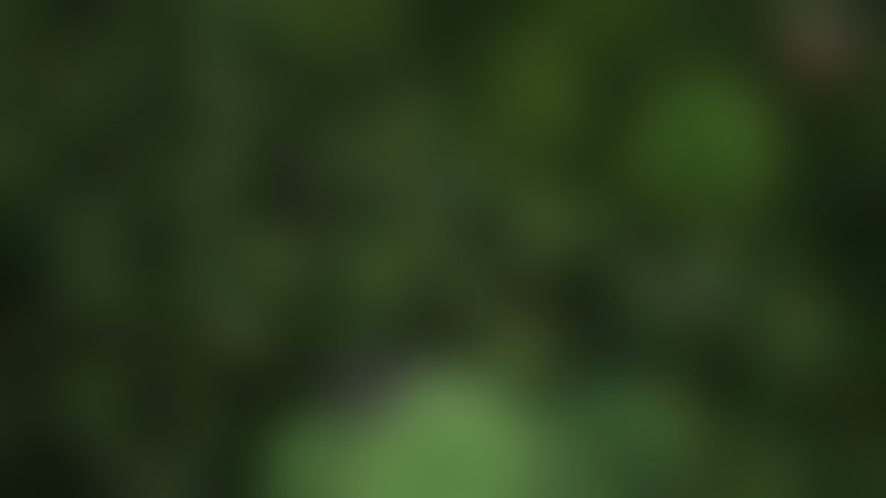 Bamboo Revenge - Trailer - Französisch - SD