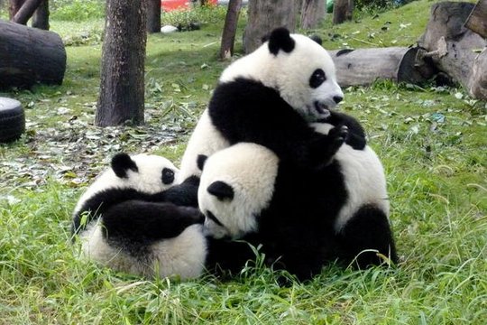 Der kleine Panda - Szenenbild 5