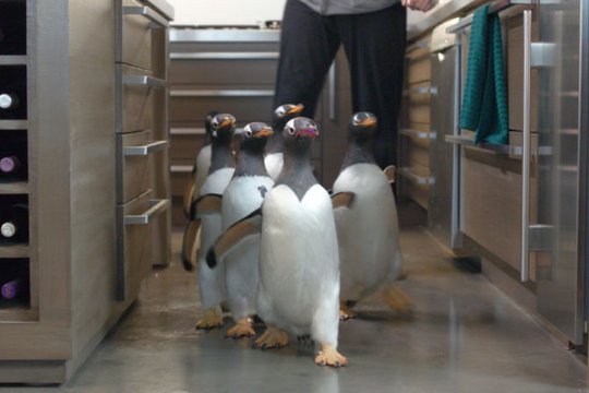Mr. Poppers Pinguine - Szenenbild 7