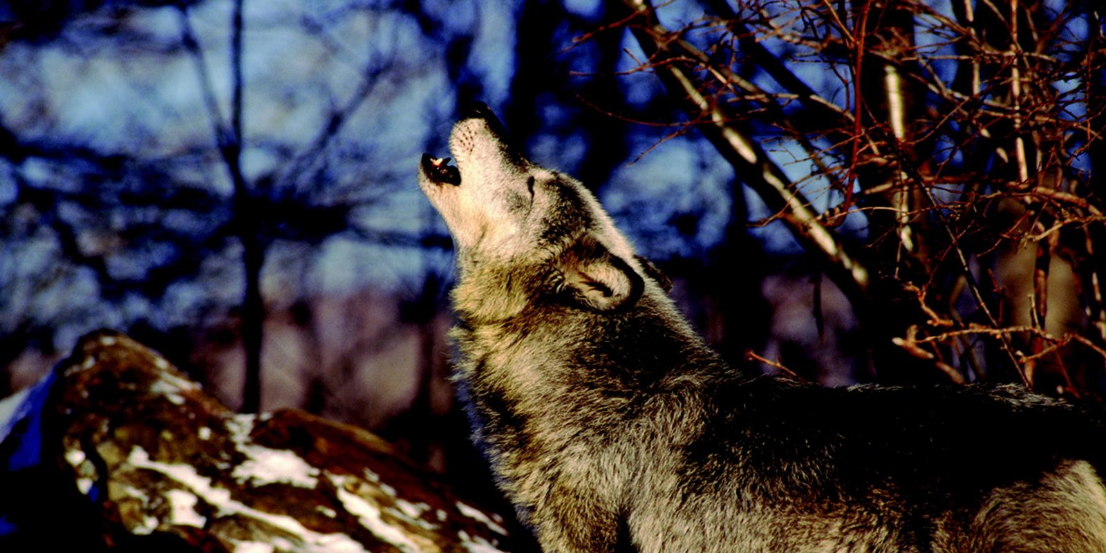 Jäger der Wildnis - Wölfe