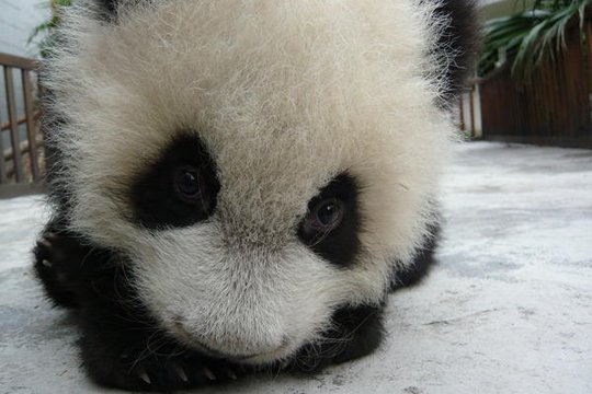 Der kleine Panda - Szenenbild 10