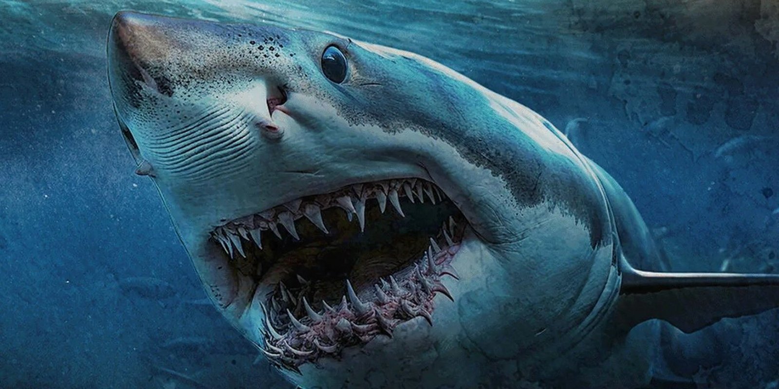 Shark Island