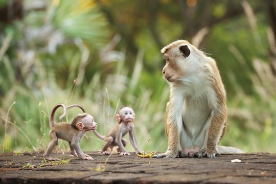 Monkey Kingdom - Im Reich der Affen - Szenenbild 4