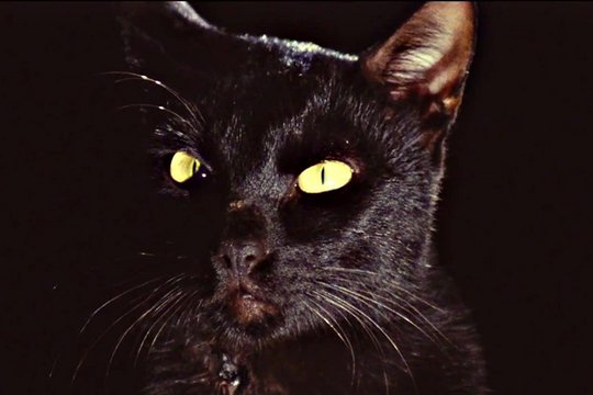 Black Cat - Szenenbild 3