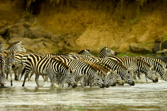 Serengeti - Szenenbild 20