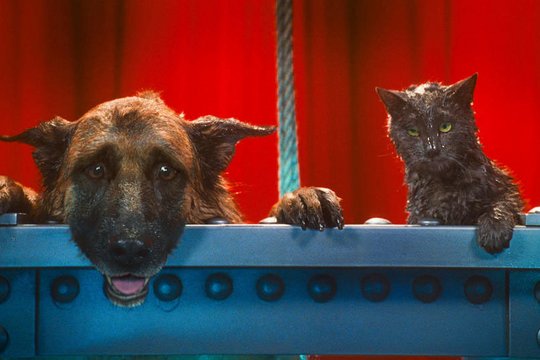 Cats & Dogs 2 - Szenenbild 19