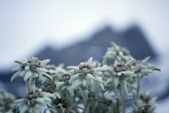 National Geographic - Wilde Alpen - Szenenbild 4