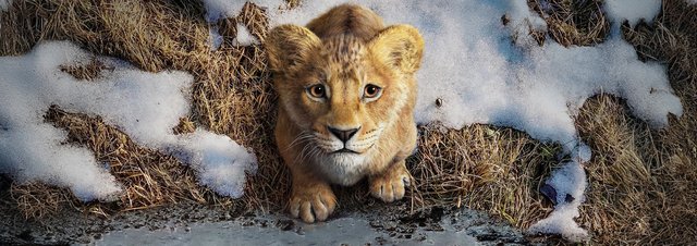 MUFASA - DER KÖNIG DER LÖWEN: Ein Löwe, der unser Leben auf ewig verändern sollte!