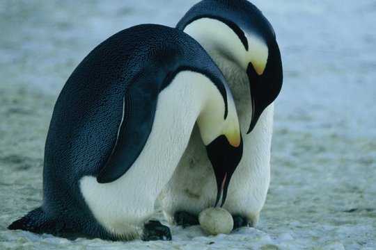 Die Reise der Pinguine - Szenenbild 1