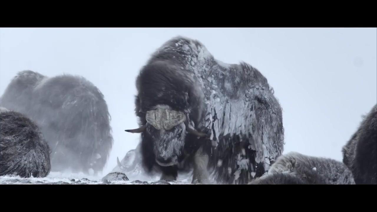 Unsere Wildnis - Trailer - Deutsch - HD