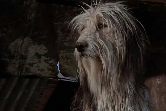 Der Junge und sein Hund - Apocalypse 2024 - Szenenbild 5