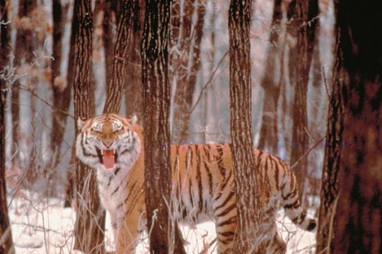 Wunderwelt der Tiere - Tiger - Szenenbild 3