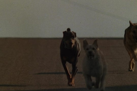 Dogs - Killerhunde - Szenenbild 1