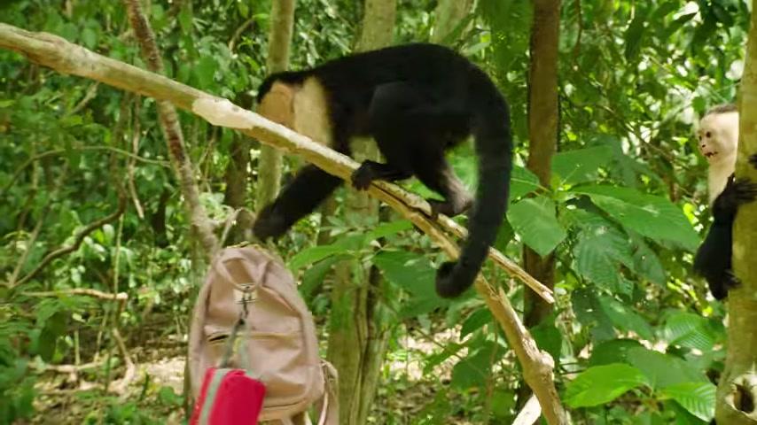 A Costa Rican Wedding - Dschungel der Gefühle - Trailer - Englisch - SD