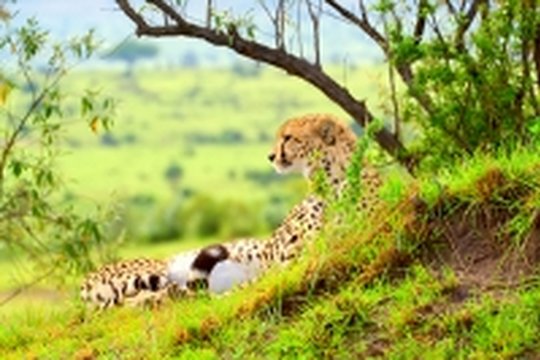 Wildes Afrika 3D - Szenenbild 4