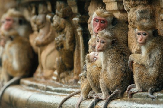 Monkey Kingdom - Im Reich der Affen - Szenenbild 14
