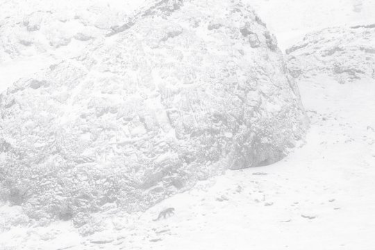 Der Schneeleopard - Szenenbild 4