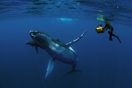IMAX - Humpback Whales - Szenenbild 8