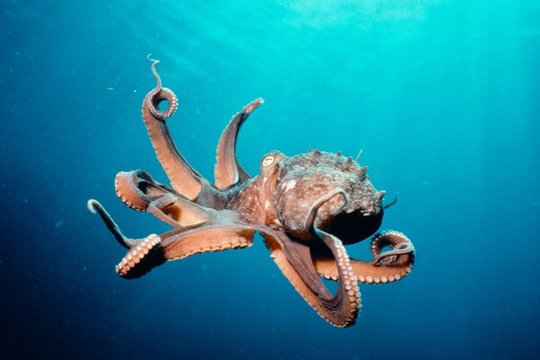 IMAX - Deep Sea - Szenenbild 1