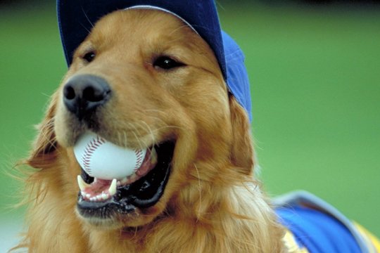 Air Bud 4 - Mit Baseball bellt sich's besser - Szenenbild 3