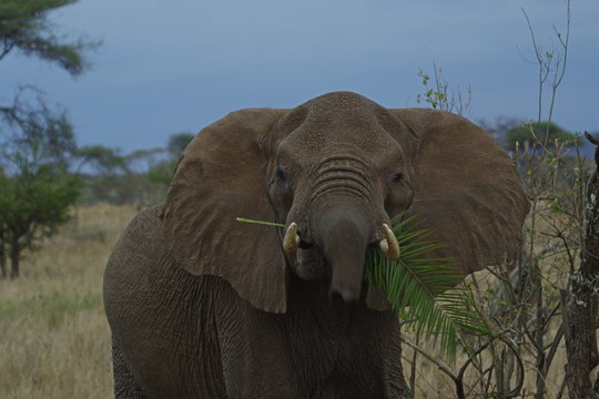 Serengeti - Ein faszinierendes Naturschauspiel - Szenenbild 2
