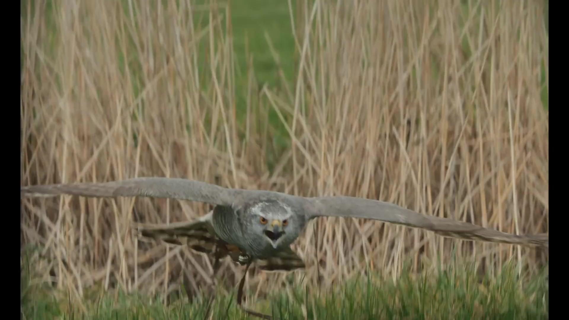H Is for Hawk - Trailer - Englisch - HD