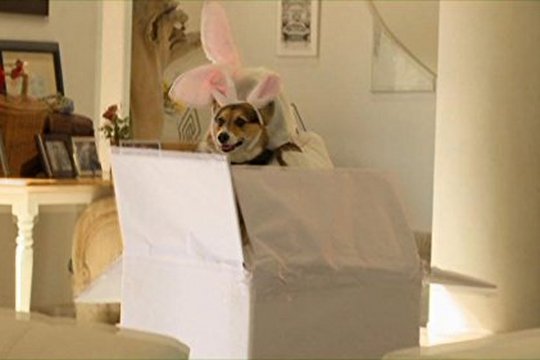 Ein Hund zu Ostern - Szenenbild 6