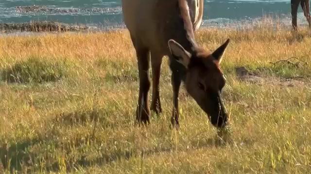 Weltnaturerbe USA - Yellowstone Nationalpark - Trailer - Deutsch - SD