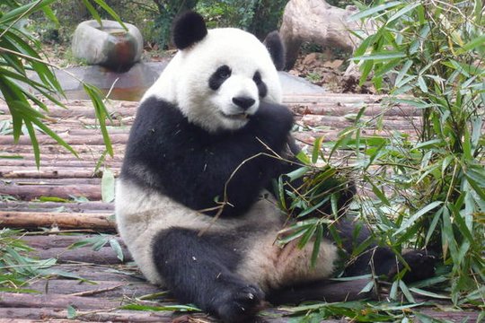 Der kleine Panda - Szenenbild 4