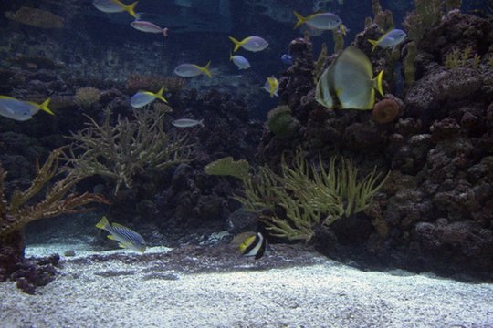 Hai-Aquarium - Szenenbild 1