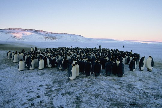 Die Reise der Pinguine - Szenenbild 6
