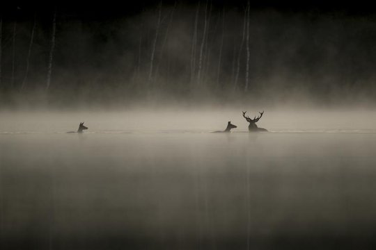 Das Flüstern der Wälder - Szenenbild 3