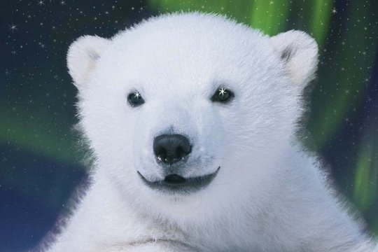Das große Eisbär Abenteuer - Szenenbild 5