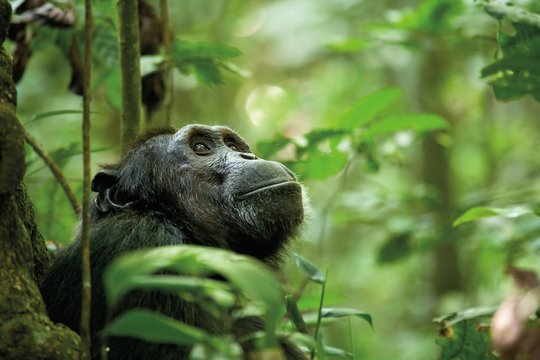 Schimpansen - Szenenbild 7