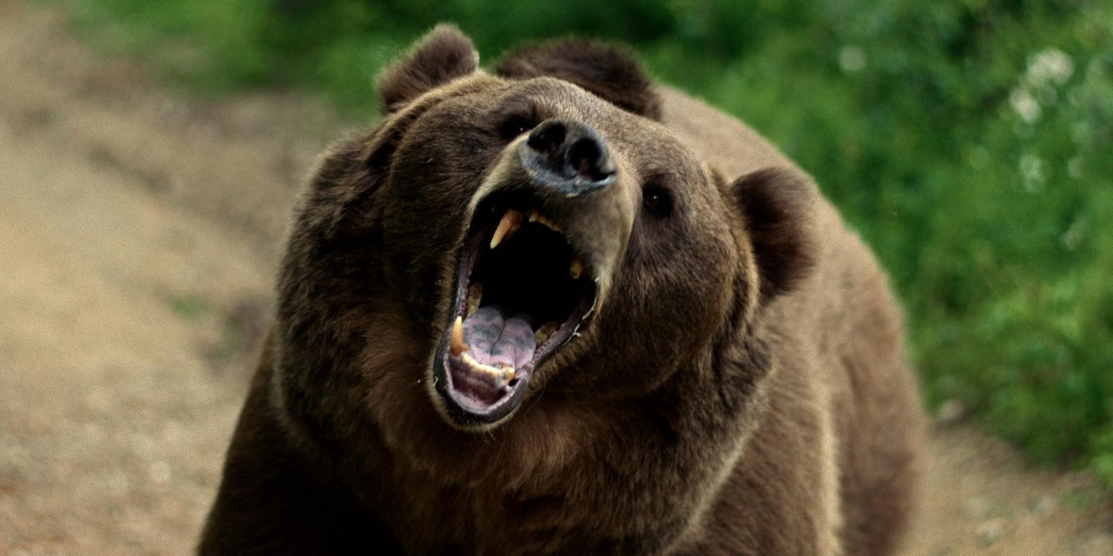 Grizzly Night - No Escape