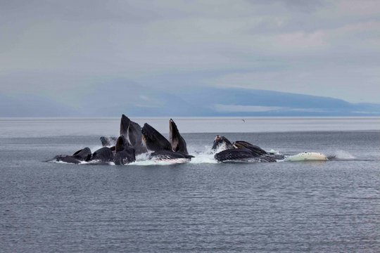 IMAX - Humpback Whales - Szenenbild 5