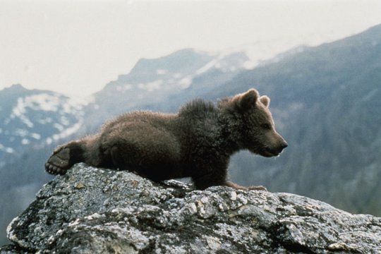 Der Bär - Szenenbild 14