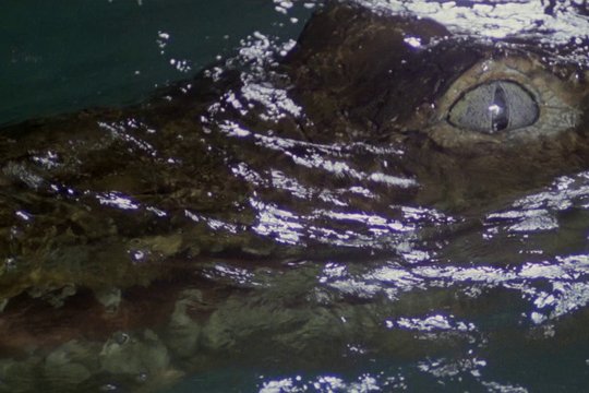Der Fluss der Mörderkrokodile - Szenenbild 3