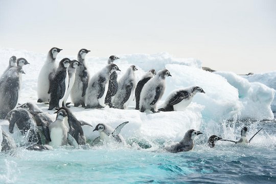 Die Reise der Pinguine 2 - Szenenbild 6