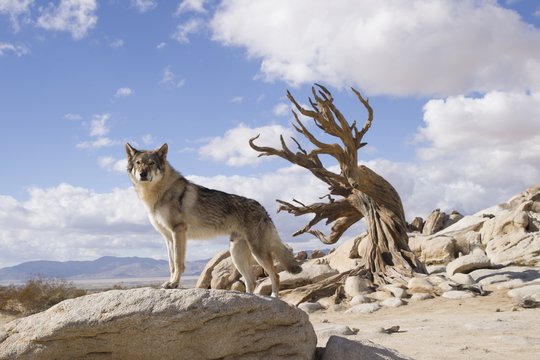 Alpha - Der den Wolf zähmt - Szenenbild 13