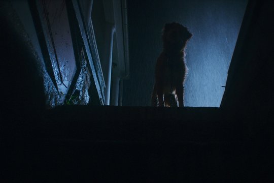 Good Boy - Szenenbild 6