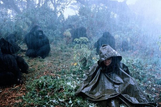 Gorillas im Nebel - Szenenbild 4