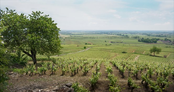 Der Wein Und Der Wind Kritik