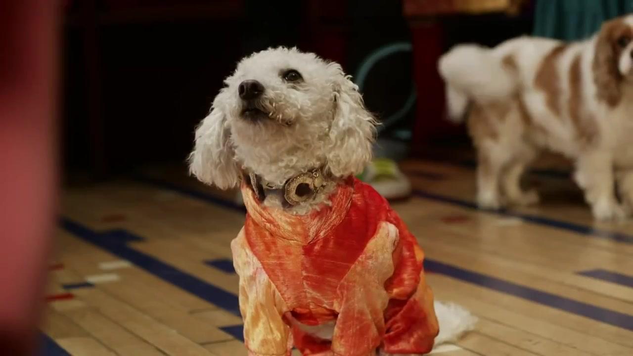 Doggie Boogie - Teaser - Englisch - HD