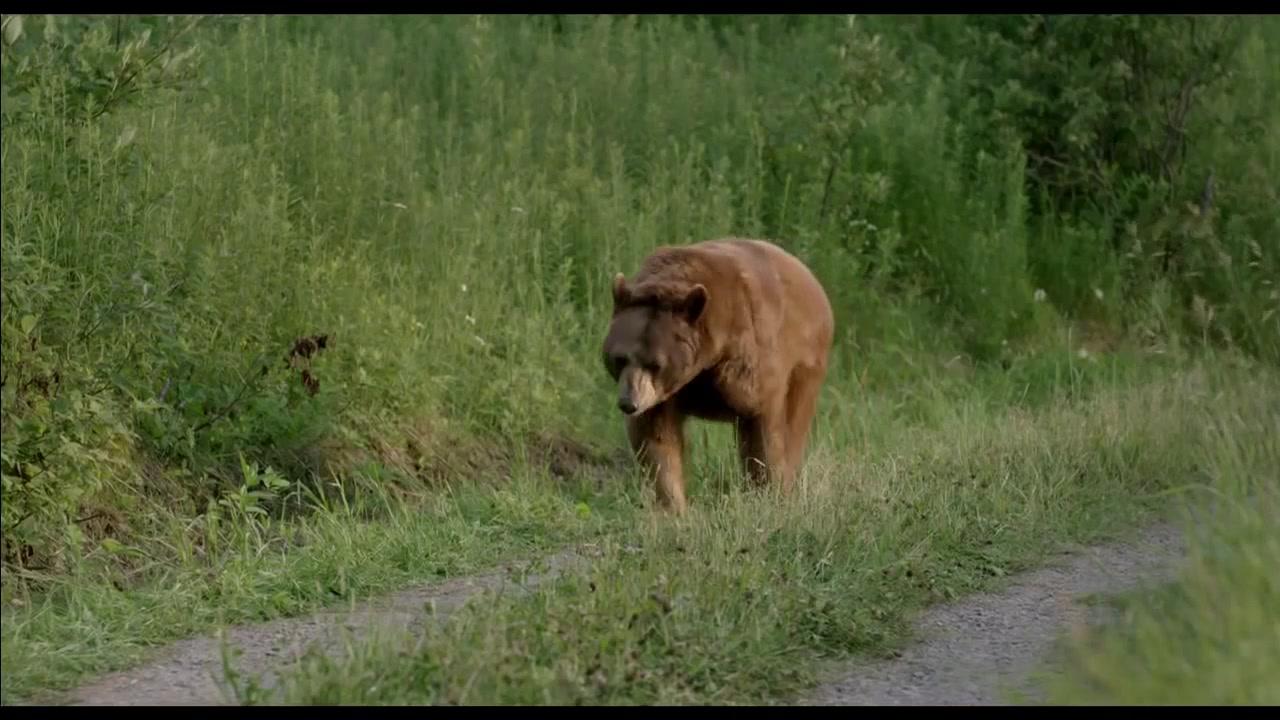 Kleine Goldgräber - Trailer - Englisch - HD