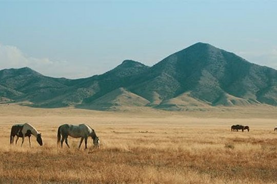 Free Spirit - Mustangs in Gefahr - Szenenbild 1